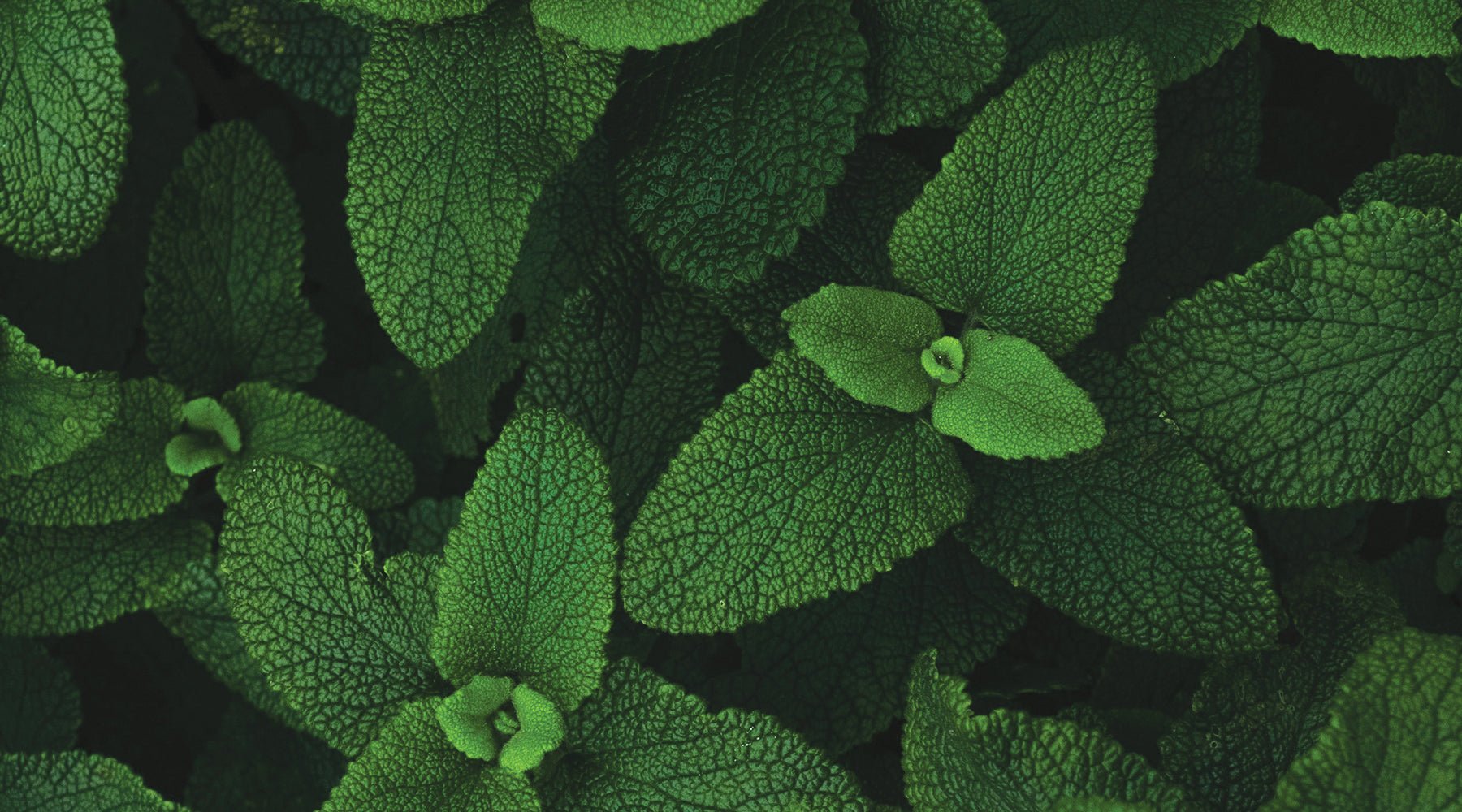 Herbology: Peppermint - GingerChi