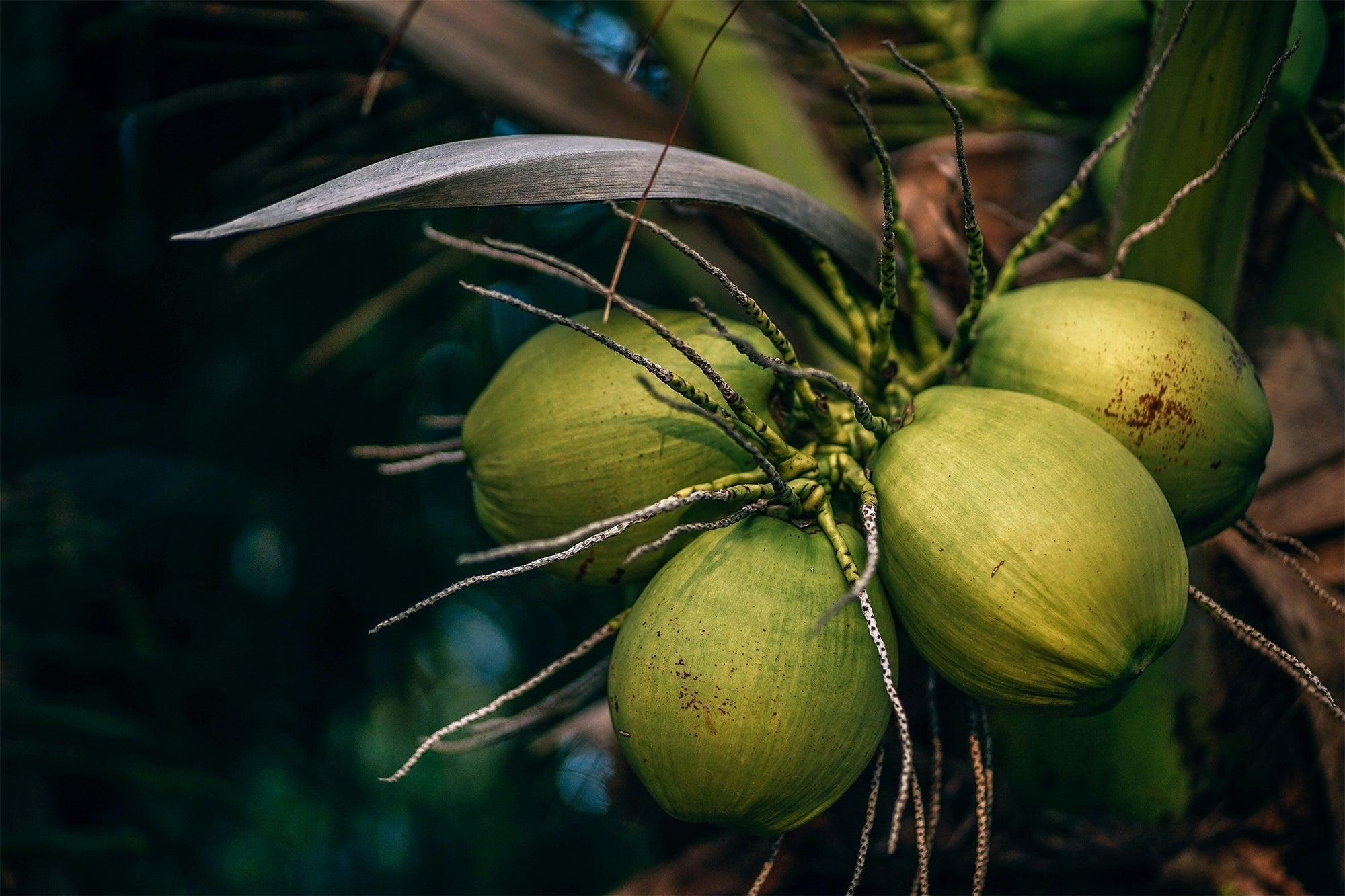 Herbology: Coconut. The Tree of Life - GingerChi