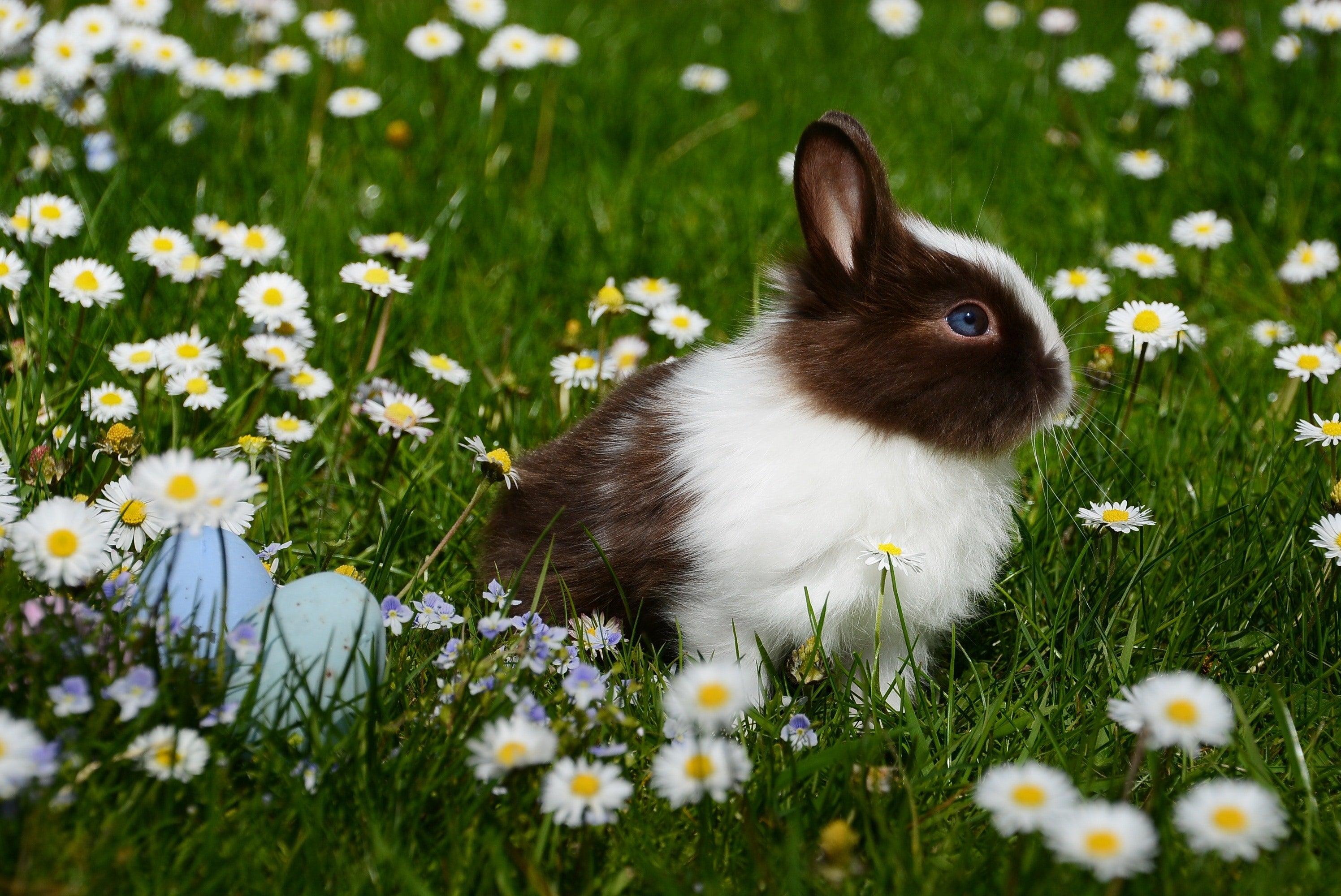 Herbology: Chamomile - GingerChi