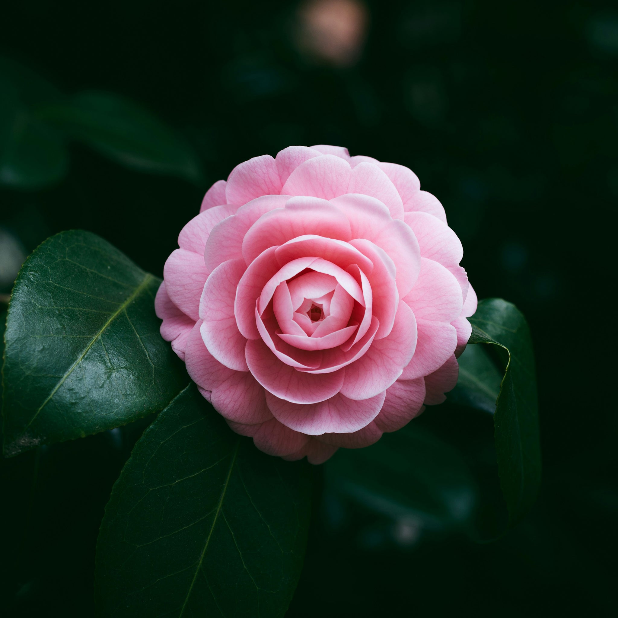 Pink camellia flower with green leaves