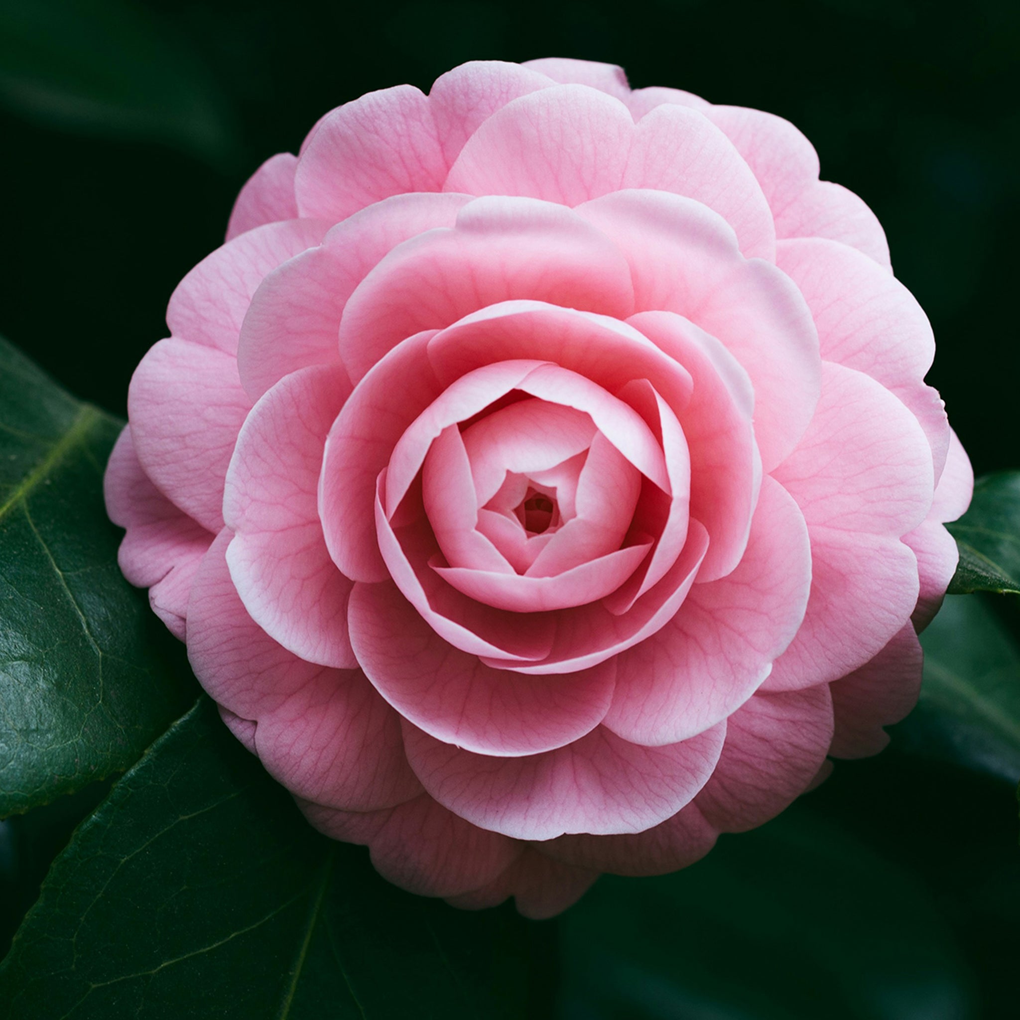 Pink camellia flower with green leaves