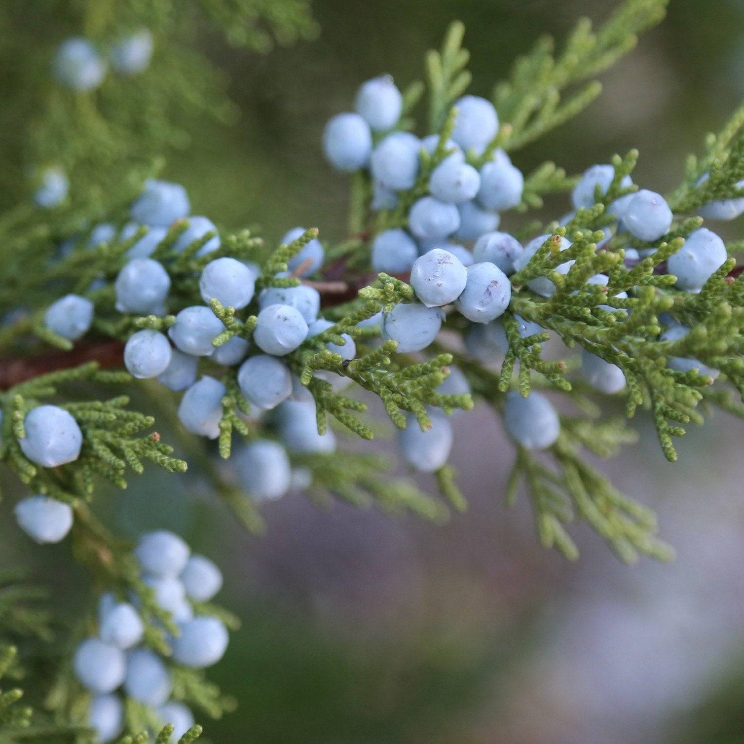 Juniper Berries