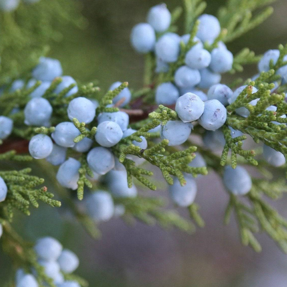 Juniper Berries