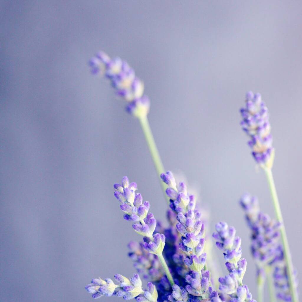 Lavender essential oil used as a botanical ingredient in plant-based skincare for calming aroma and gentle skin-soothing properties.