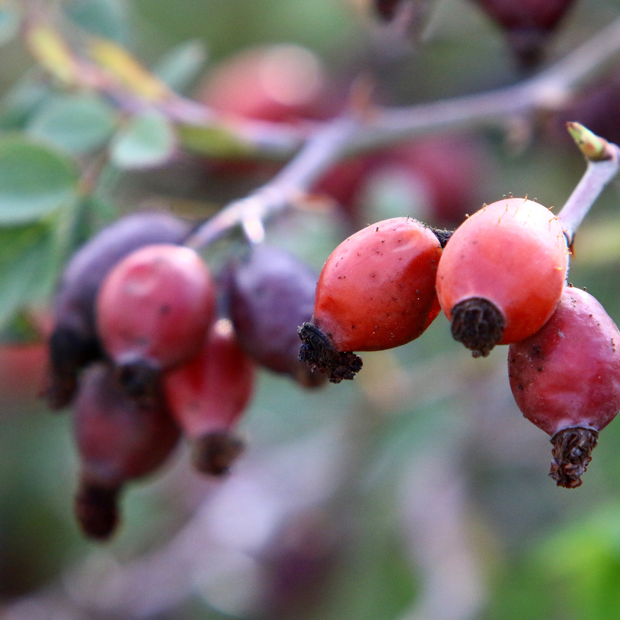 Close-up of rosehips on a branch