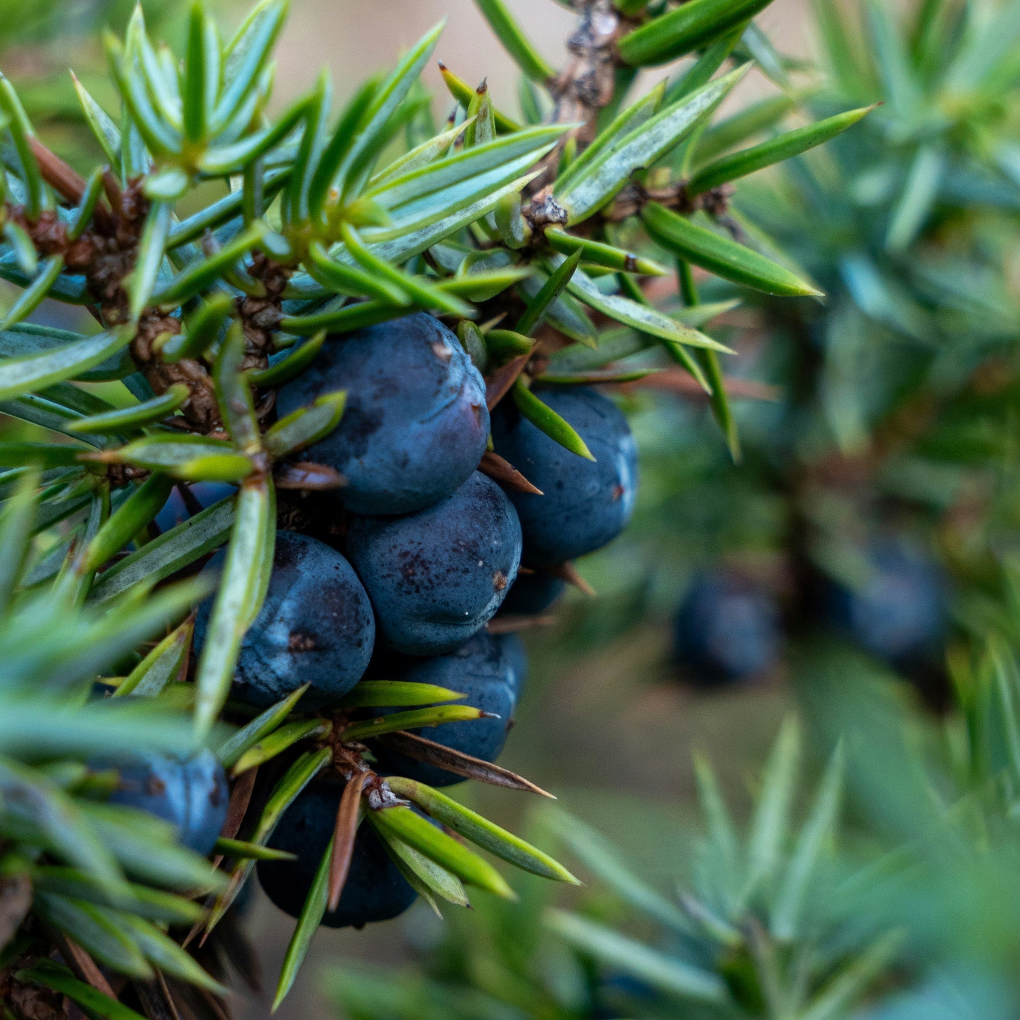 juniper berries on a bush