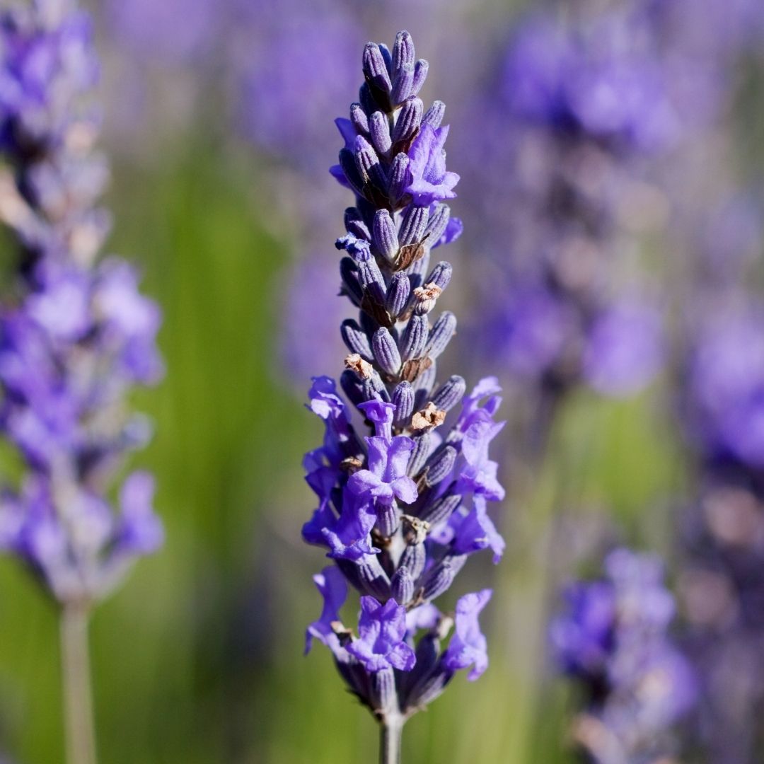 Lavender flower for body oil