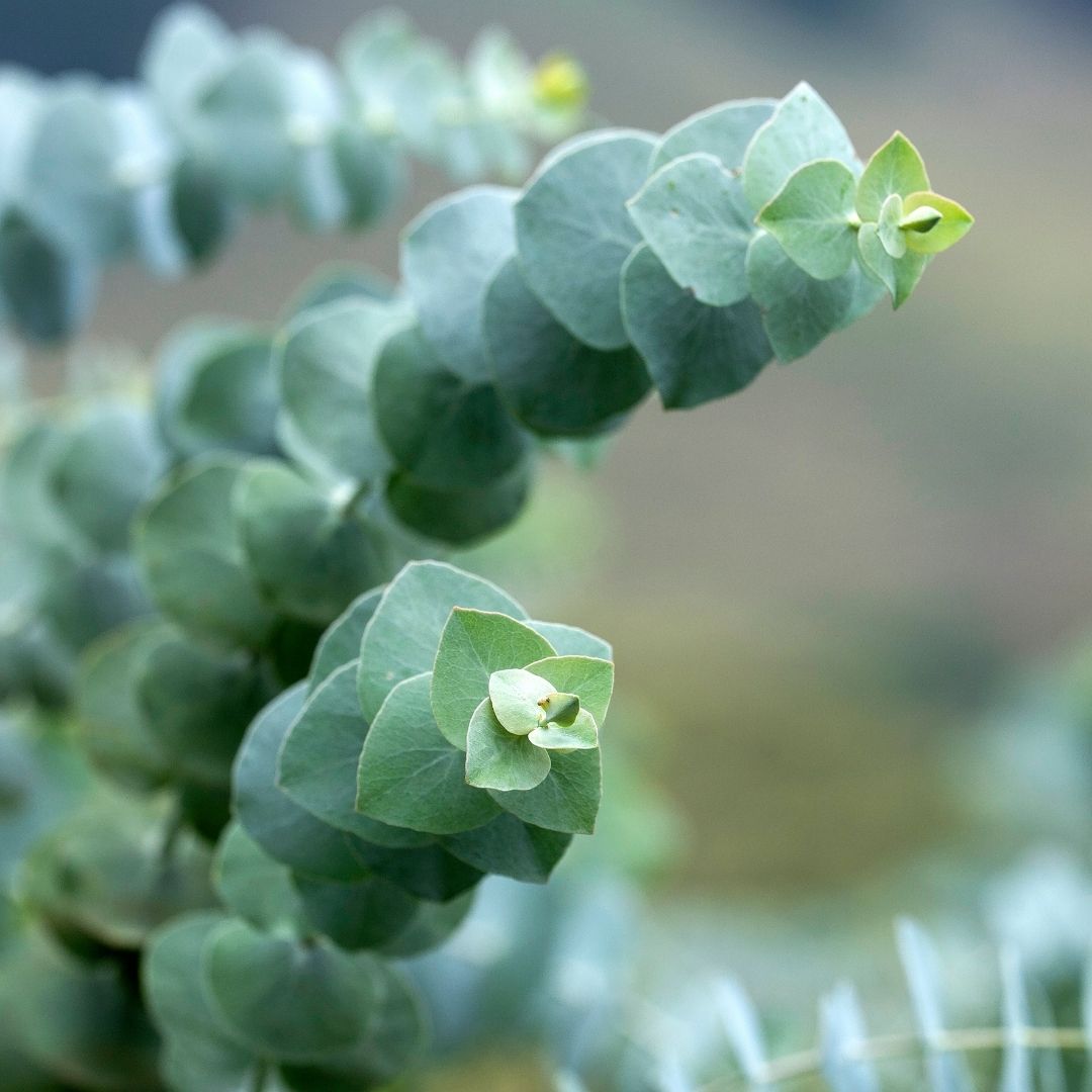 Eucalyptus leaves for skin care