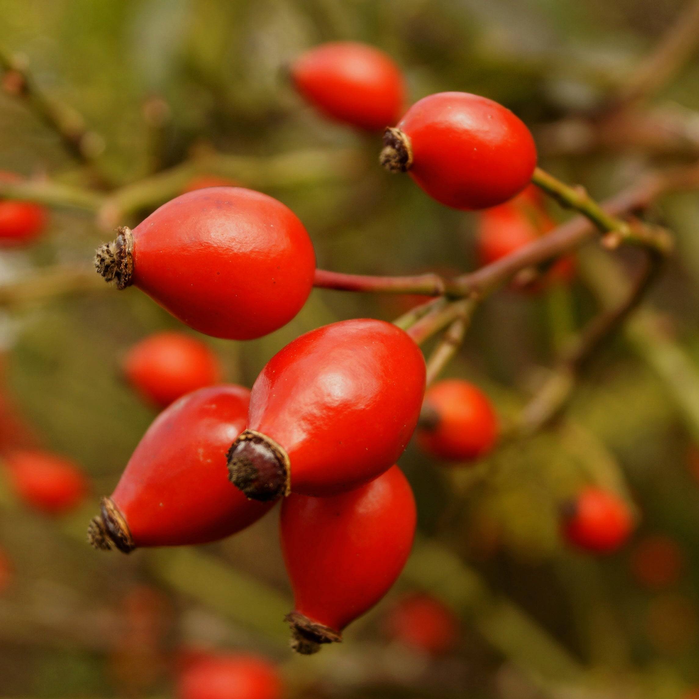 Close-up of red rose hips on branch