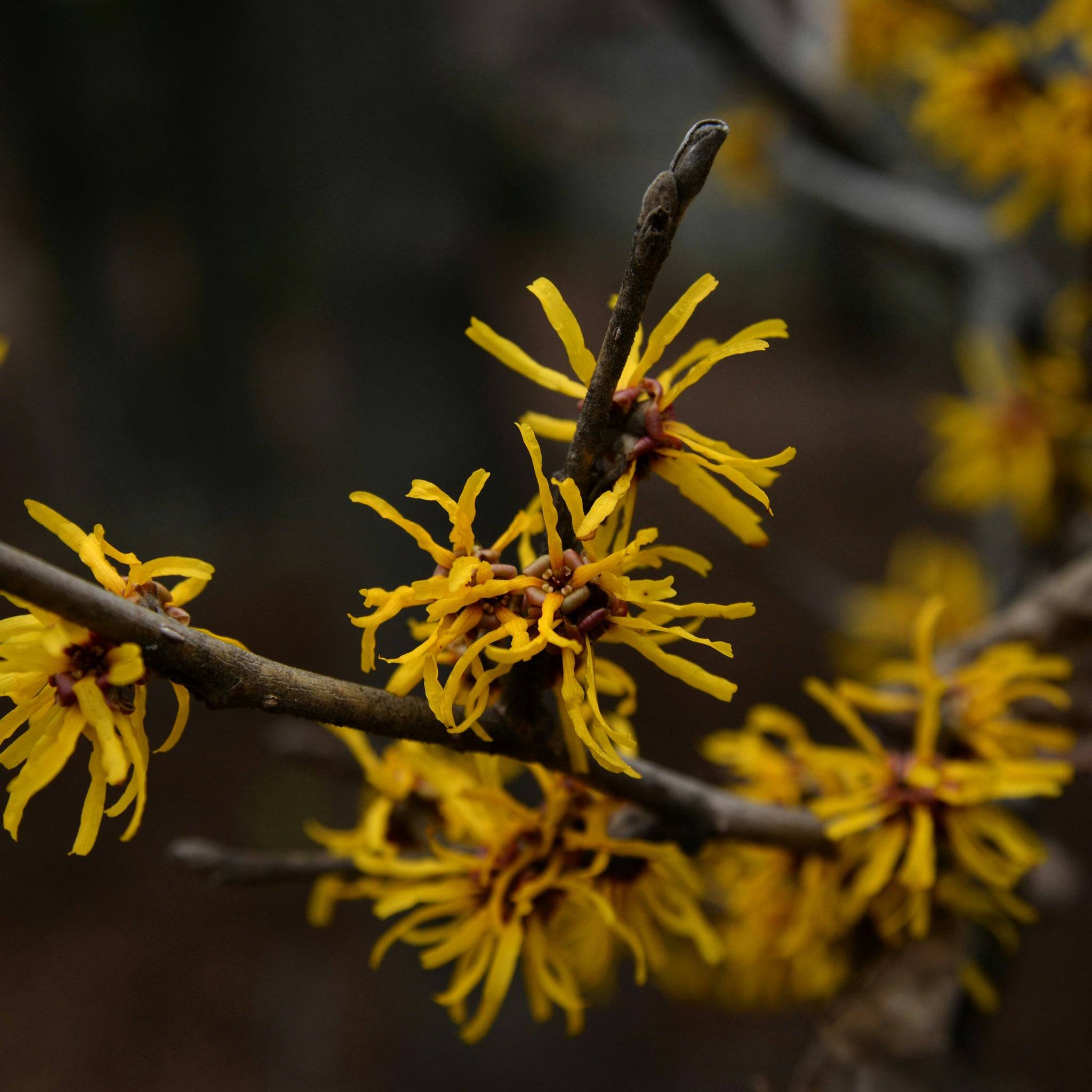 Yellow witch hazel flowers on dark background