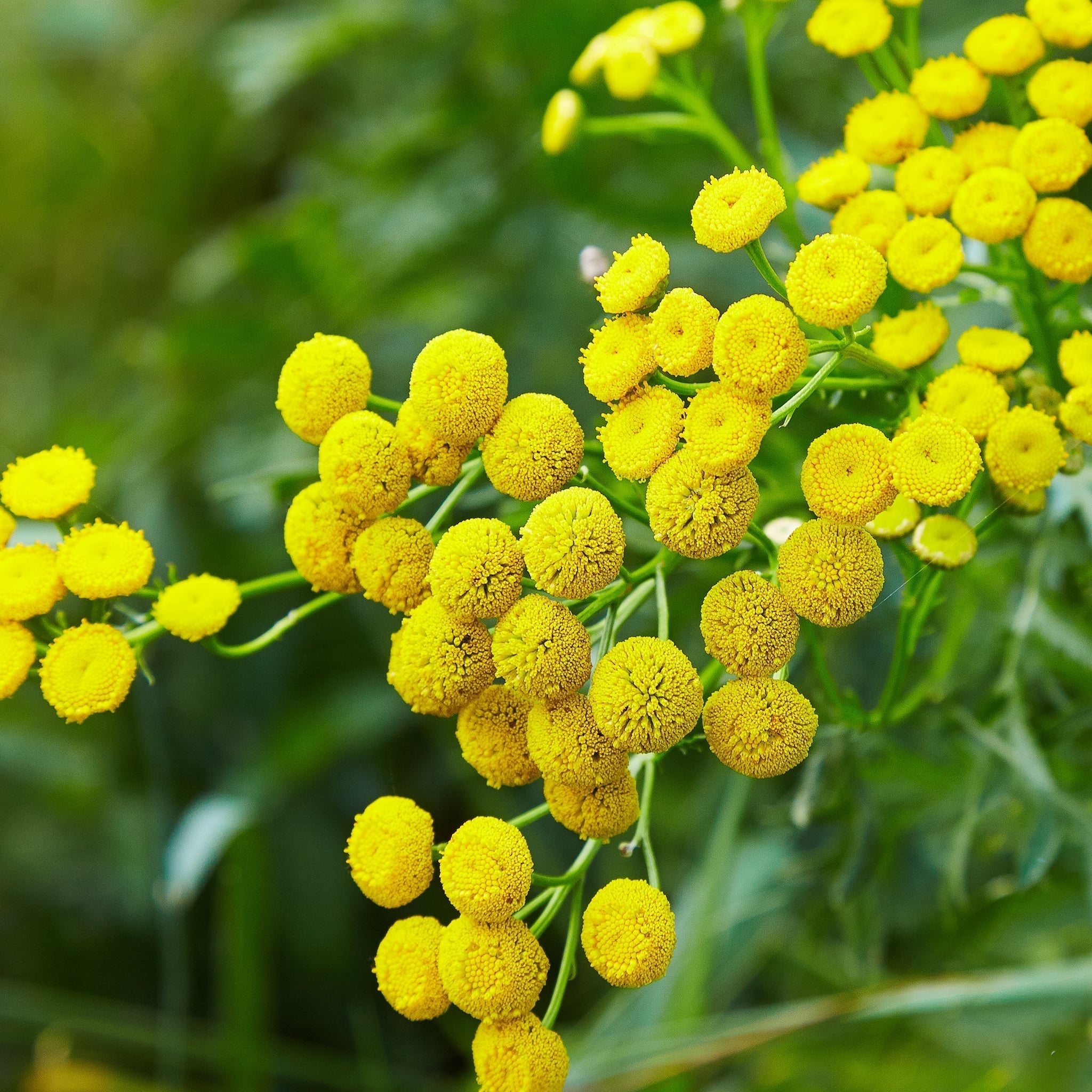 Yellow Tansy flowers for skin care