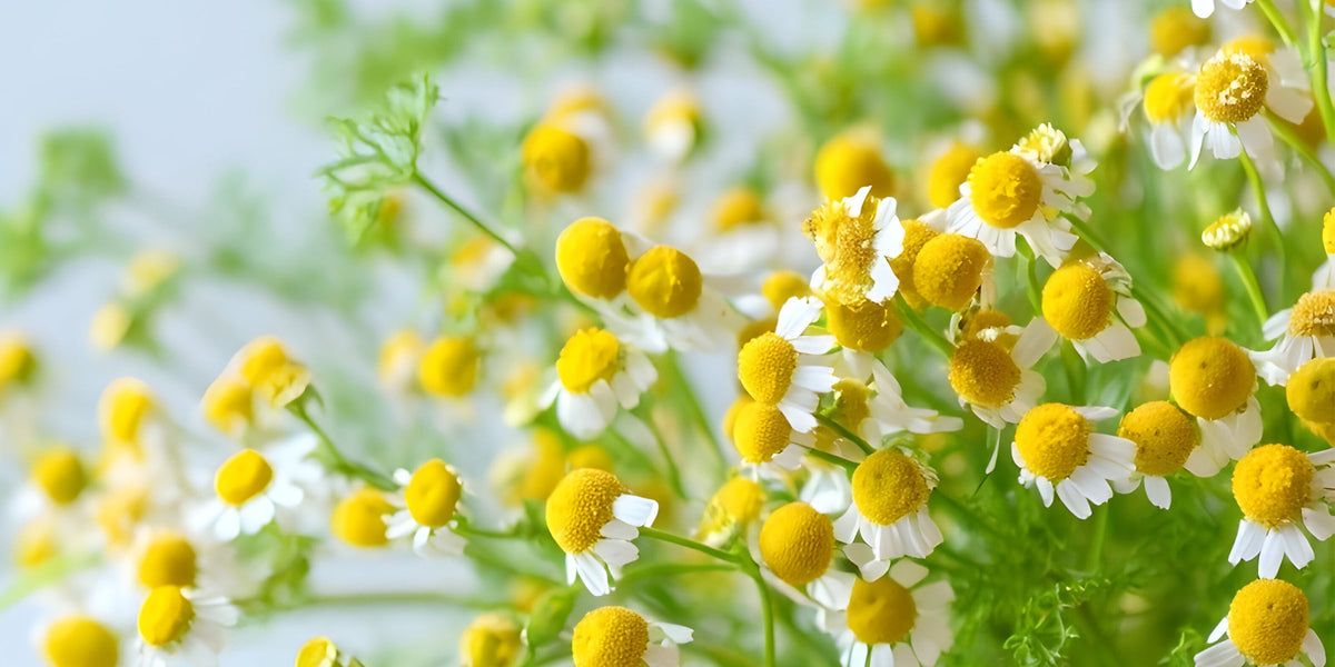 HERBOLOGY: No Ordinary Daisy