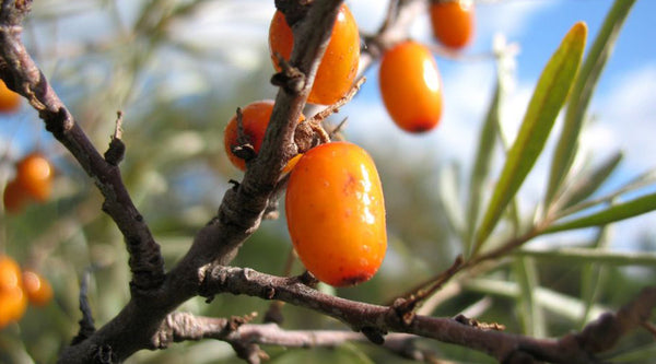 HERBOLOGY: Sea Buckthorn - GingerChi