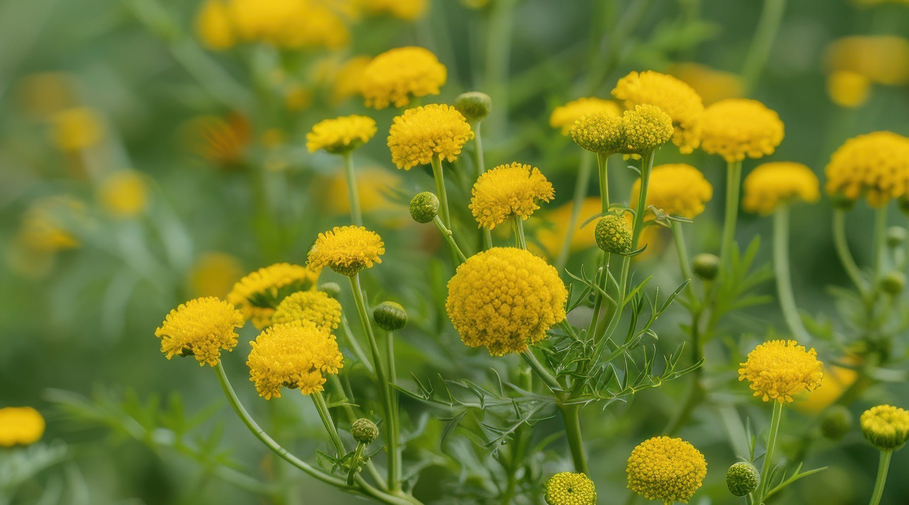 Herbology: Blue Tansy - GingerChi