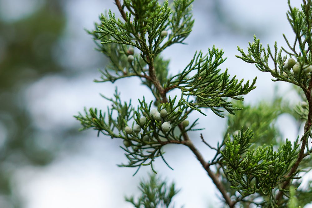Herbology: Juniper Berry - GingerChi