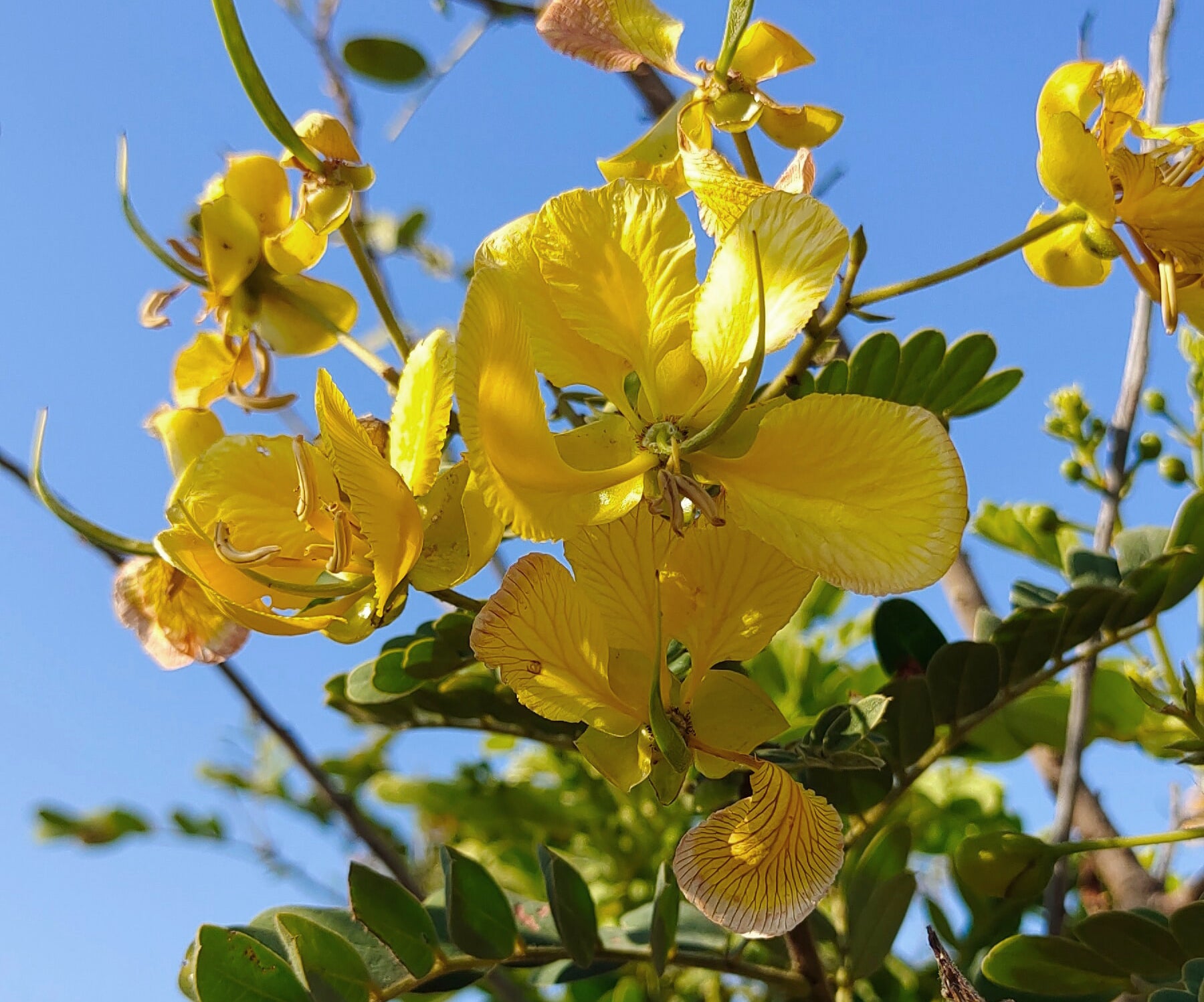 Herbology: Cassia Senna - GingerChi