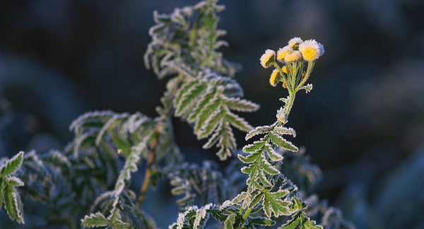 Herbology: Blue Tansy