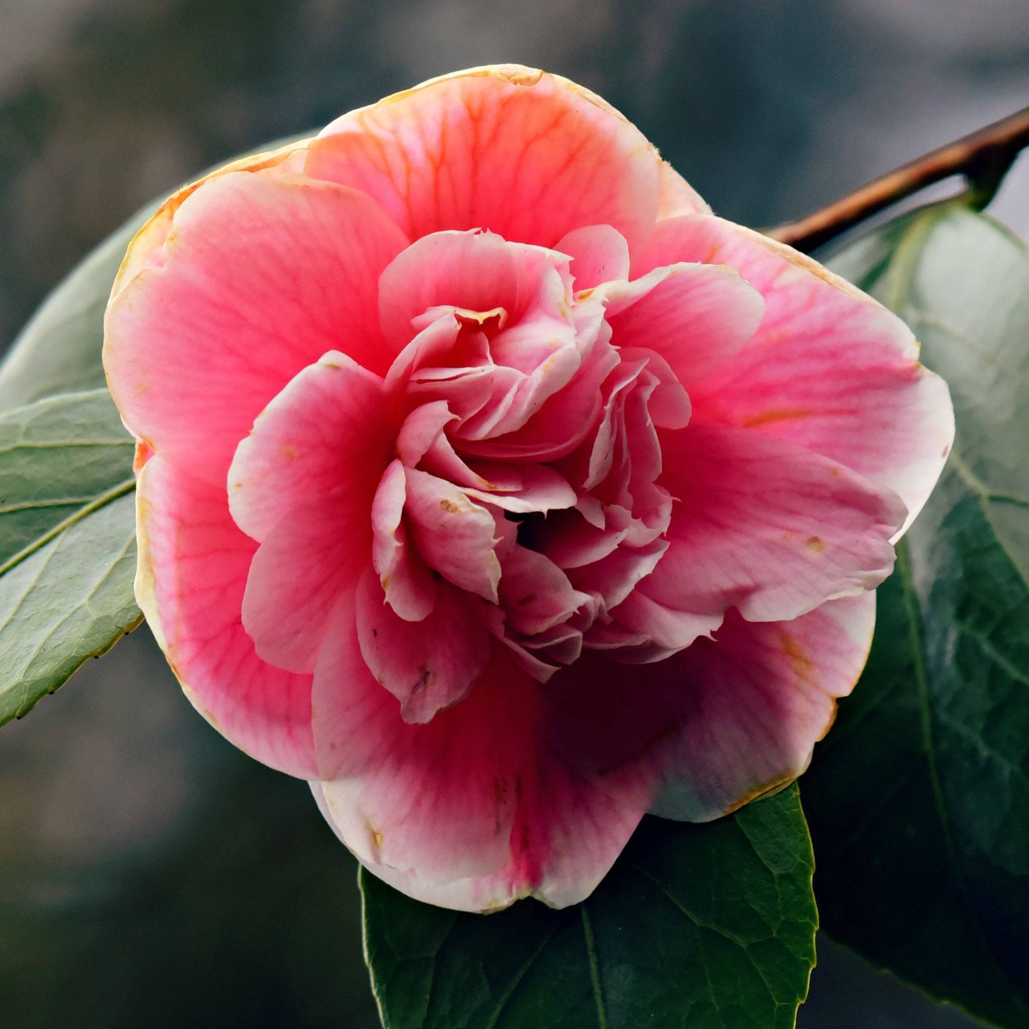 Pink camellia flower with green leaves