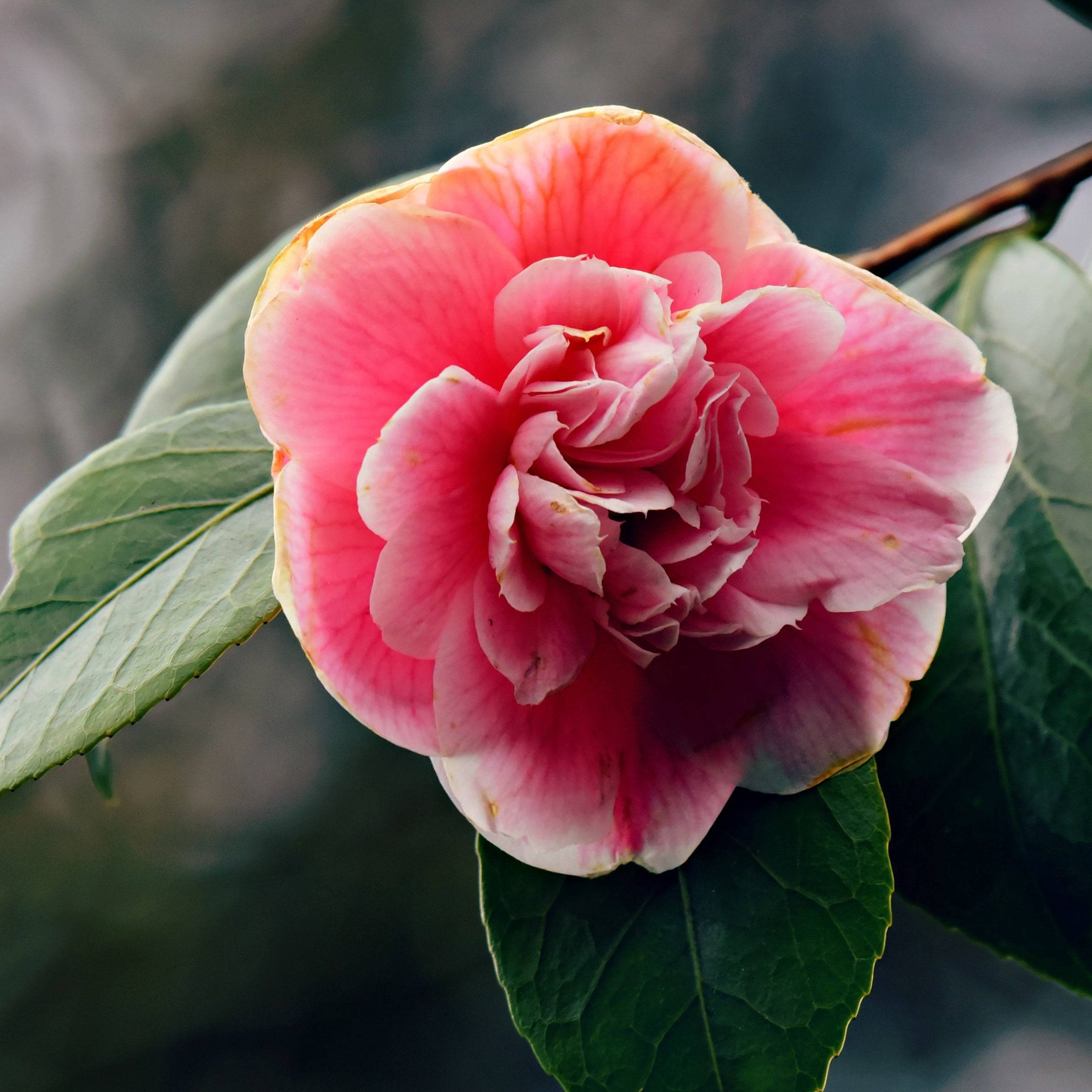 Regenerating Face Serum | Hydrating Botanical Anti-Aging Serum