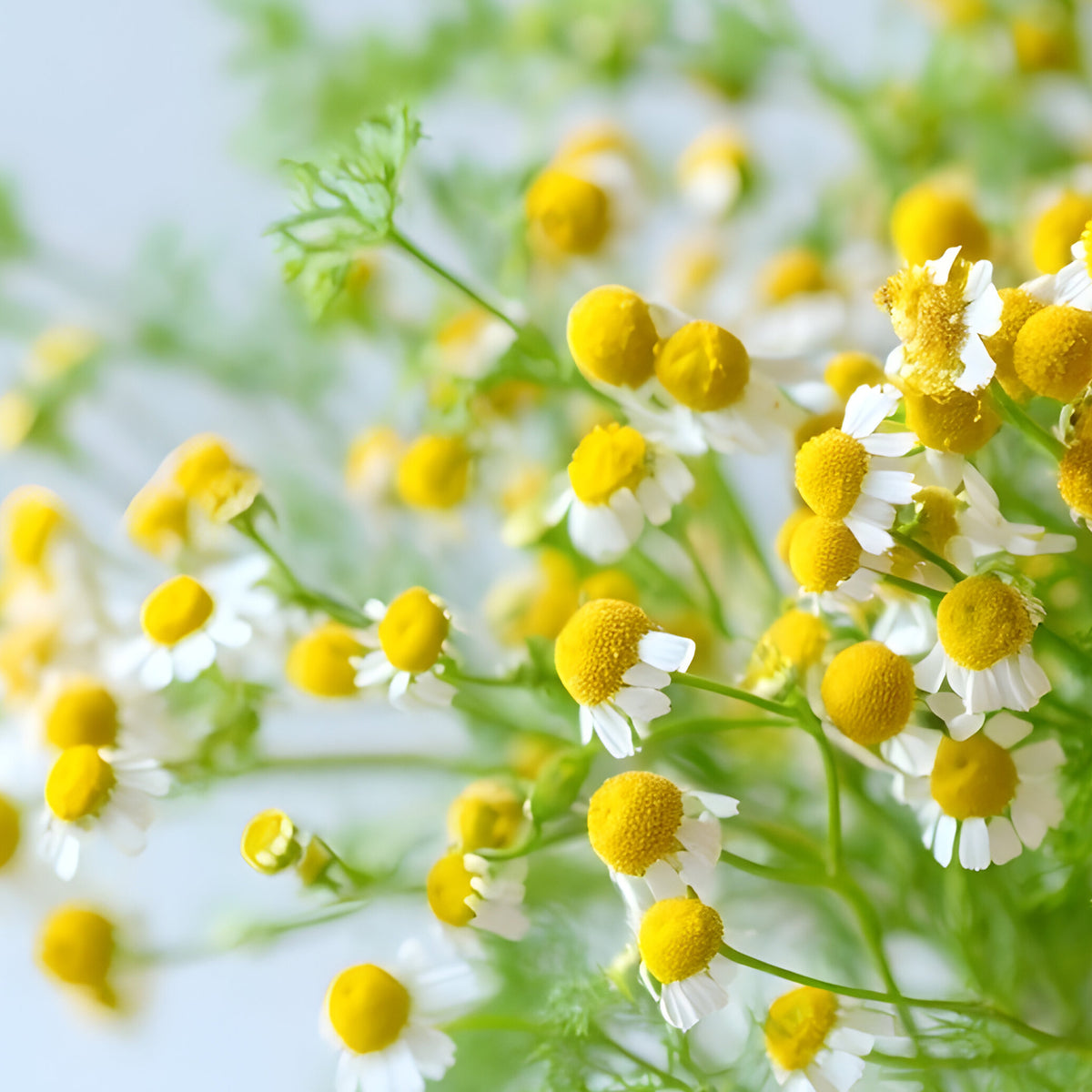German chamomile flowers, the source of the blue chamomile in our eye oil