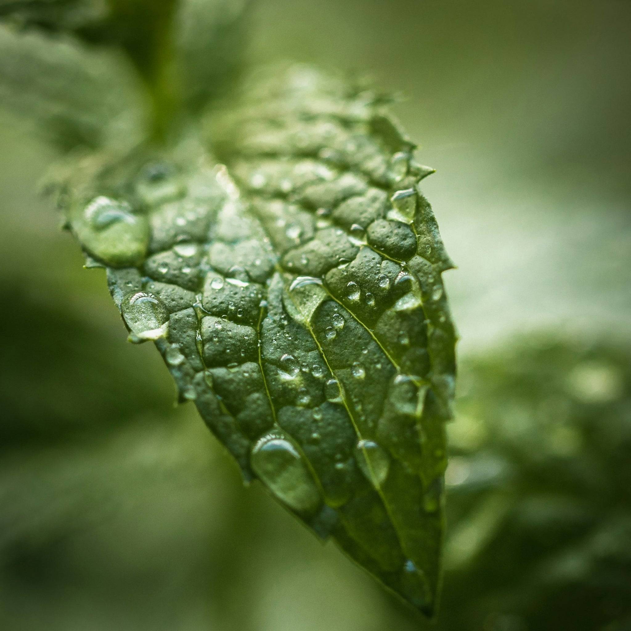 Peppermint essential oil used in plant-based skincare for its cooling sensation, refreshing aroma, and invigorating effect on skin and senses.