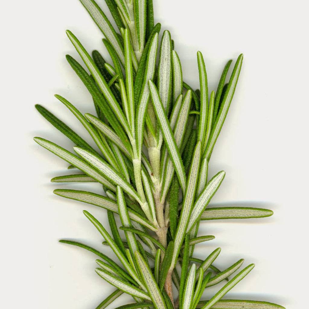 Ginger, rosemary, and botanical oils used in scalp and hair treatment