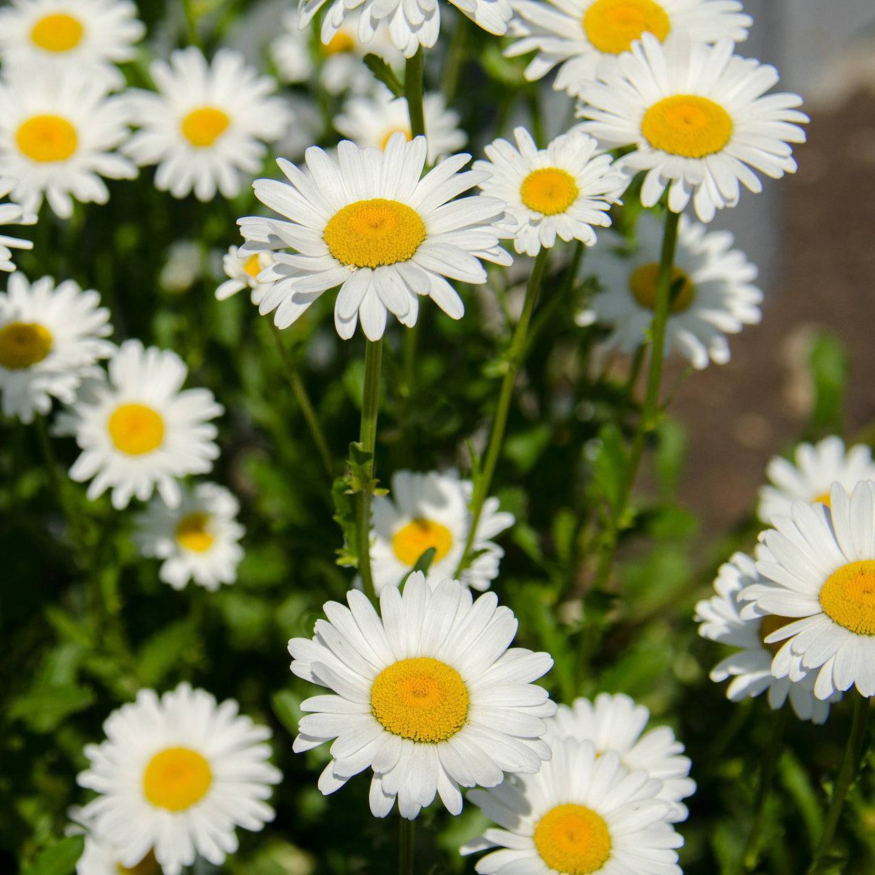 Daisy flowers for skincare