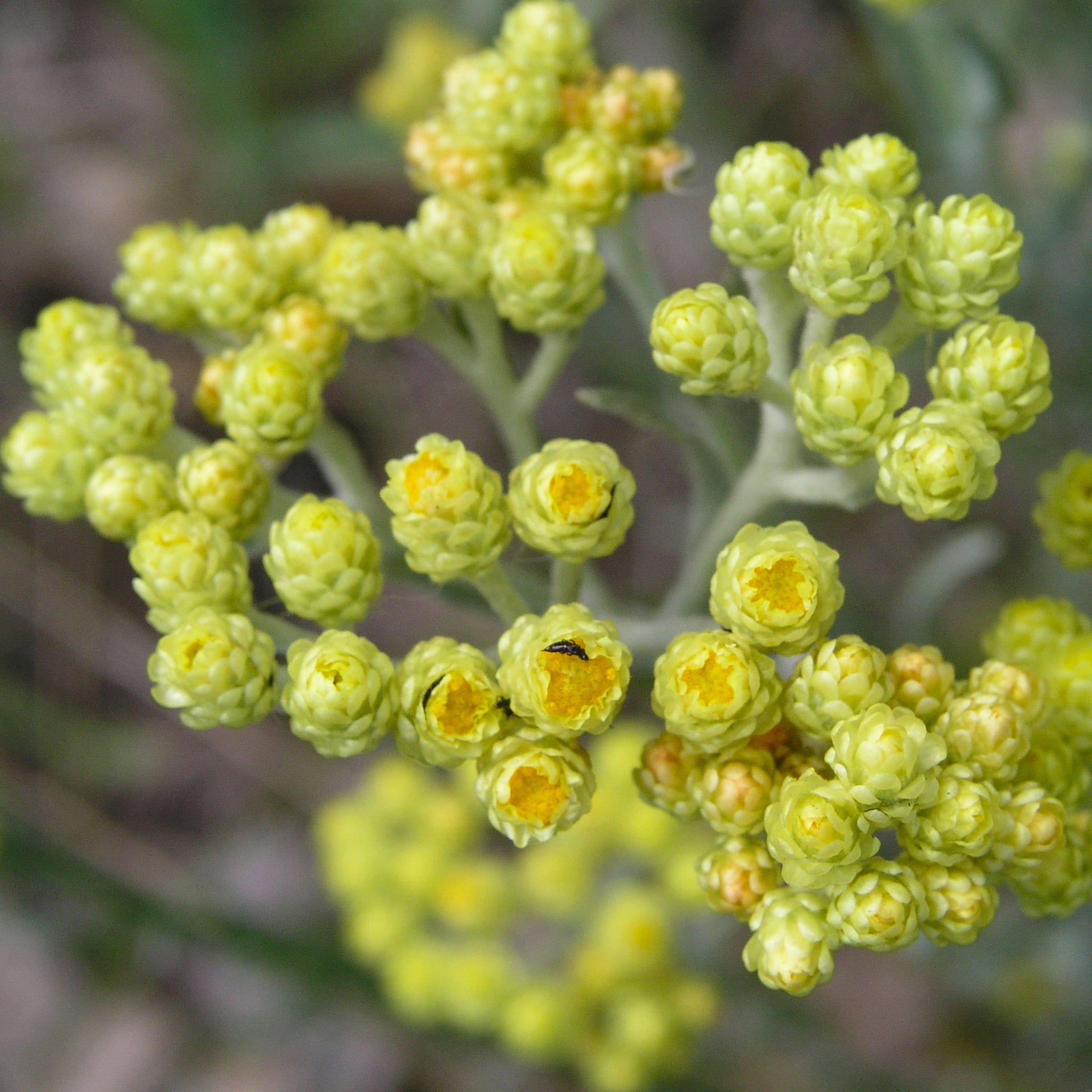 Yellow flower buds for skin care