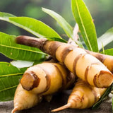 Ginger Pain Relief Treatment Oil - GingerChi