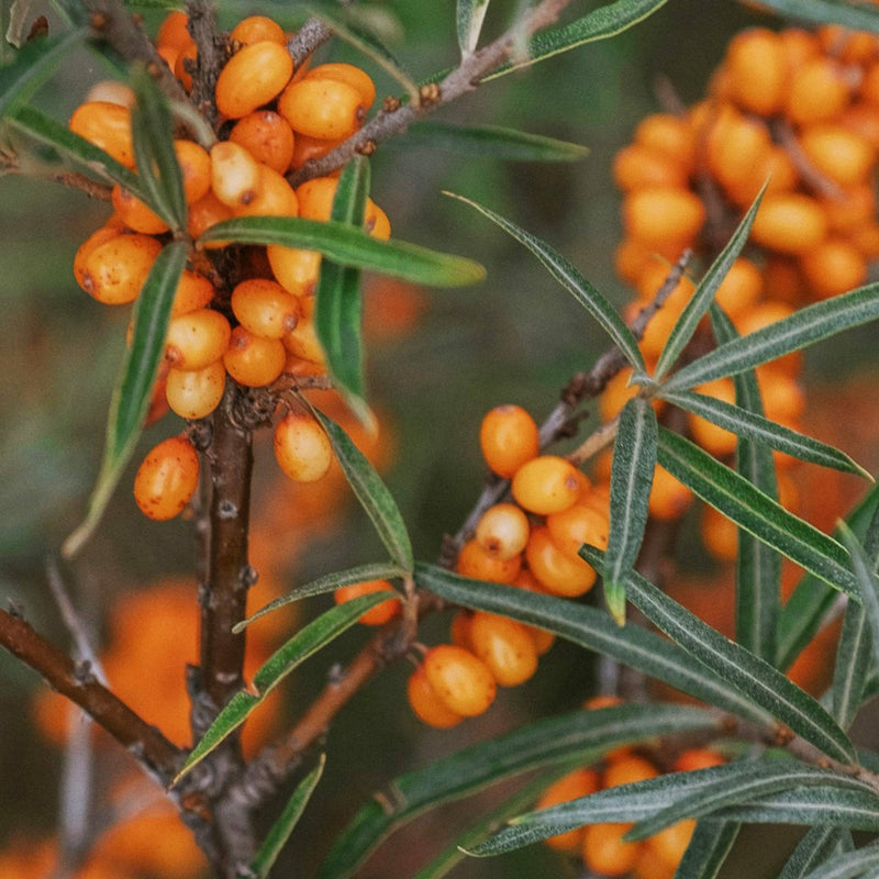 GingerChi Seabuckthorn GLOW Facial Oil